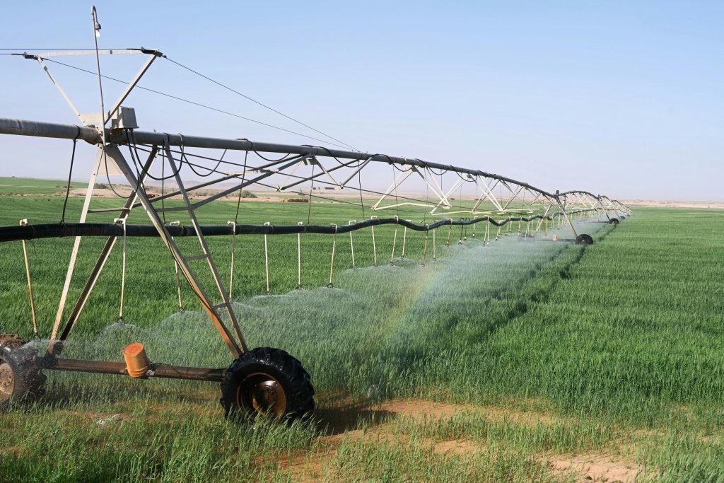 A sprinkler system irrigating lush green agricultural fields in Tabuk, Saudi Arabia under a clear sky.