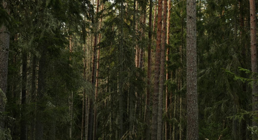 plts eco resort untuk glamping dan resort 